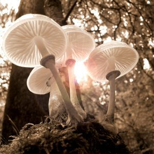 Beautiful Sepia Toned Backlit Mushrooms In A Serene Forest Setting, Capturing Nature's Elegance.