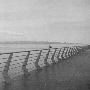 Black And White Photo Of A Solitary Bird Perched On A Canal Rail, Showcasing Minimalist And Vintage Aesthetics.