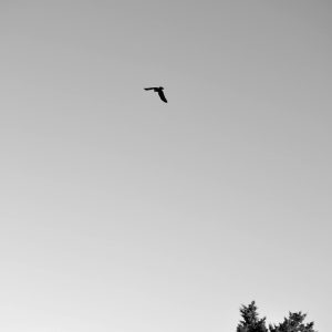 A Solitary Bird Flying High In The Sky Above A Tranquil Forest, Creating A Minimalist Scene.