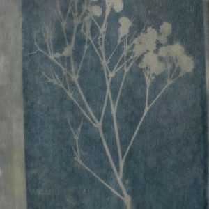 A Delicate Botanical Cyanotype Print On Textured Blue Paper, Showcasing Plant Silhouettes.