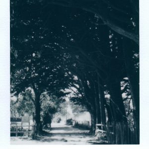 Black And White Polaroid Photo Capturing A Nostalgic Tree Lined Path.