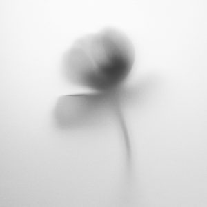 Soft Blurred Black And White Image Of A Flower Creates An Abstract Artistic Effect.