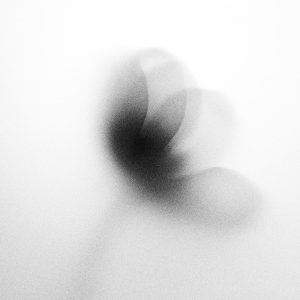 A Creative Black And White Abstract Of A Floral Shadow On A White Backdrop.