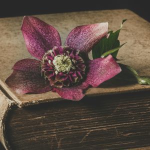 A Purple Flower Delicately Placed On An Aged Book, Creating A Vintage And Textured Aesthetic.