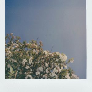 Vintage Polaroid Photo Of A Tree In Bloom Against A Clear Blue Sky.
