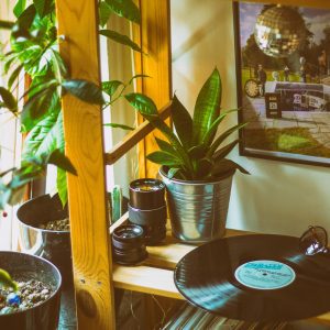 A Cozy Room With Vinyl Records, Houseplants, And A Retro Vibe.