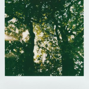 Sun Rays Stream Through A Dense Canopy Of Trees, Creating A Serene Natural Scene.