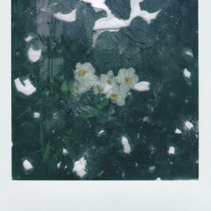 Unique Abstract Photo Of White Flowers With A Distressed Texture, Offering Artistic Appeal.