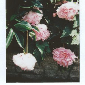 Vibrant Pink Peonies Blooming, Captured In An Artistic Film Style, Perfect For Summer Themes.
