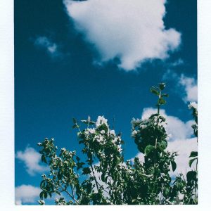 A Stunning View Of Vibrant Blue Sky With Fluffy Clouds Above Lush Green Foliage, Captured In A Polaroid Frame.