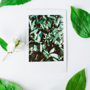 A Polaroid Photo Of Vibrant Green Leaves Surrounded By Fresh White Flowers And Leaves On A Bright Surface.