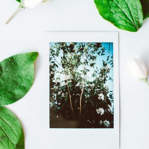 Artistic Flat Lay Of A Vintage Polaroid With Blooming Tree Amidst Green Leaves And White Flowers.