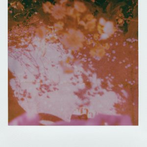 Vintage Polaroid Image Capturing A Dreamy Blend Of Blossoming Flowers In Soft Focus And Warm Tones.
