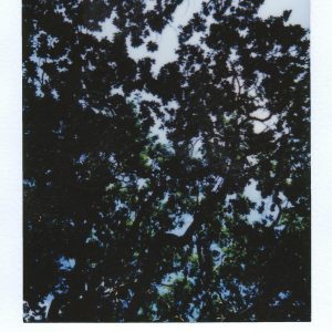 Artistic Silhouette Of Tree Branches Creating A Natural Pattern Against The Sky, Captured In Instant Film Style.