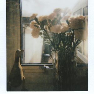A Dreamy Still Life Of Flowers In A Vase By A Window With A Vintage Touch.