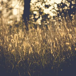 A Tranquil View Of A Sunlit Grass Field During Dawn, Capturing Natural Beauty.