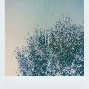 A Vintage Polaroid Photograph Captures Abstract Tree Leaves With A Soft Pastel Tone.