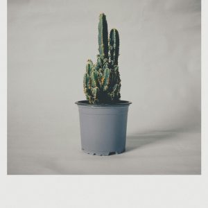 Close Up Of A Potted Cactus Plant Indoors With Soft Lighting.