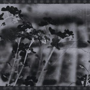 Artistic Grayscale Photo Of Flowers With A Dark, Vintage Film Grain Effect.