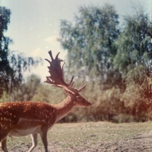 A Fallow Deer With Impressive Antlers Walking In A Natural Landscape Under Daylight.