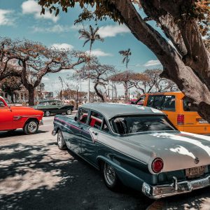 Classic Vintage Cars Parked Under Palm Trees In Sunny Havana, Showcasing Nostalgia And Style.