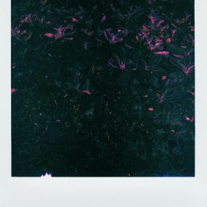 A Moody Dark Polaroid Of Abstract Floral Elements With A Retro Feel.