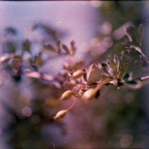 Close Up Of A Branch With Buds Captured Using Vintage Film Photography, Featuring A Light Leak Effect For An Artistic Touch.