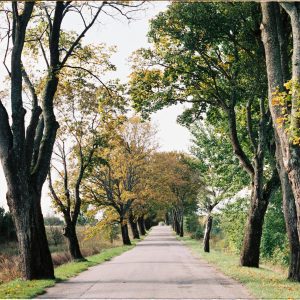 A Tranquil Paved Pathway Lined With Vibrant Fall Trees In A Peaceful Park Setting.