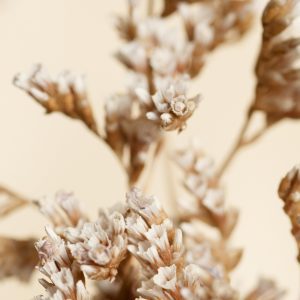 Artistic Close Up Of Dried Flowers With A Warm And Textured Background.