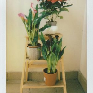 Aesthetic Film Photo Of Calla Lilies On A Wooden Stand, Perfect For Home Decor Inspiration.