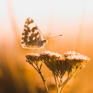 Close Up Of A Butterfly On A Flower During Sunset, Showcasing Nature's Beauty.