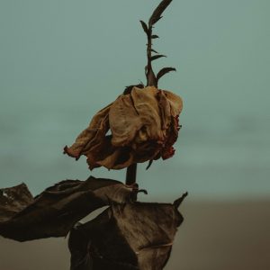 A Close Up Of A Withered Flower On A Beach, Captured In A Moody Light Conveying A Sense Of Decay And Solitude.